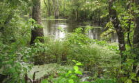 Conversion needed for wetlands diversion